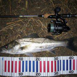 シーバス狙いにて